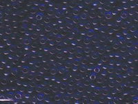 Image Seed Beads Miyuki Seed size 8 capri blue transparent